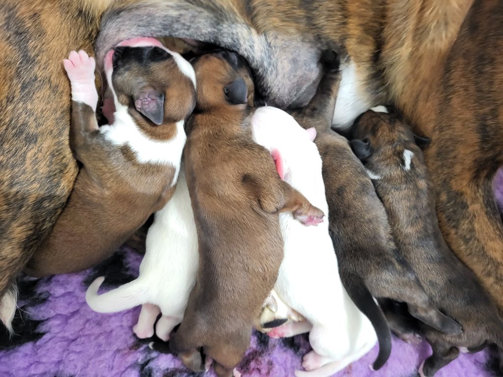 chiot Boxer Des Tribus Arvernes