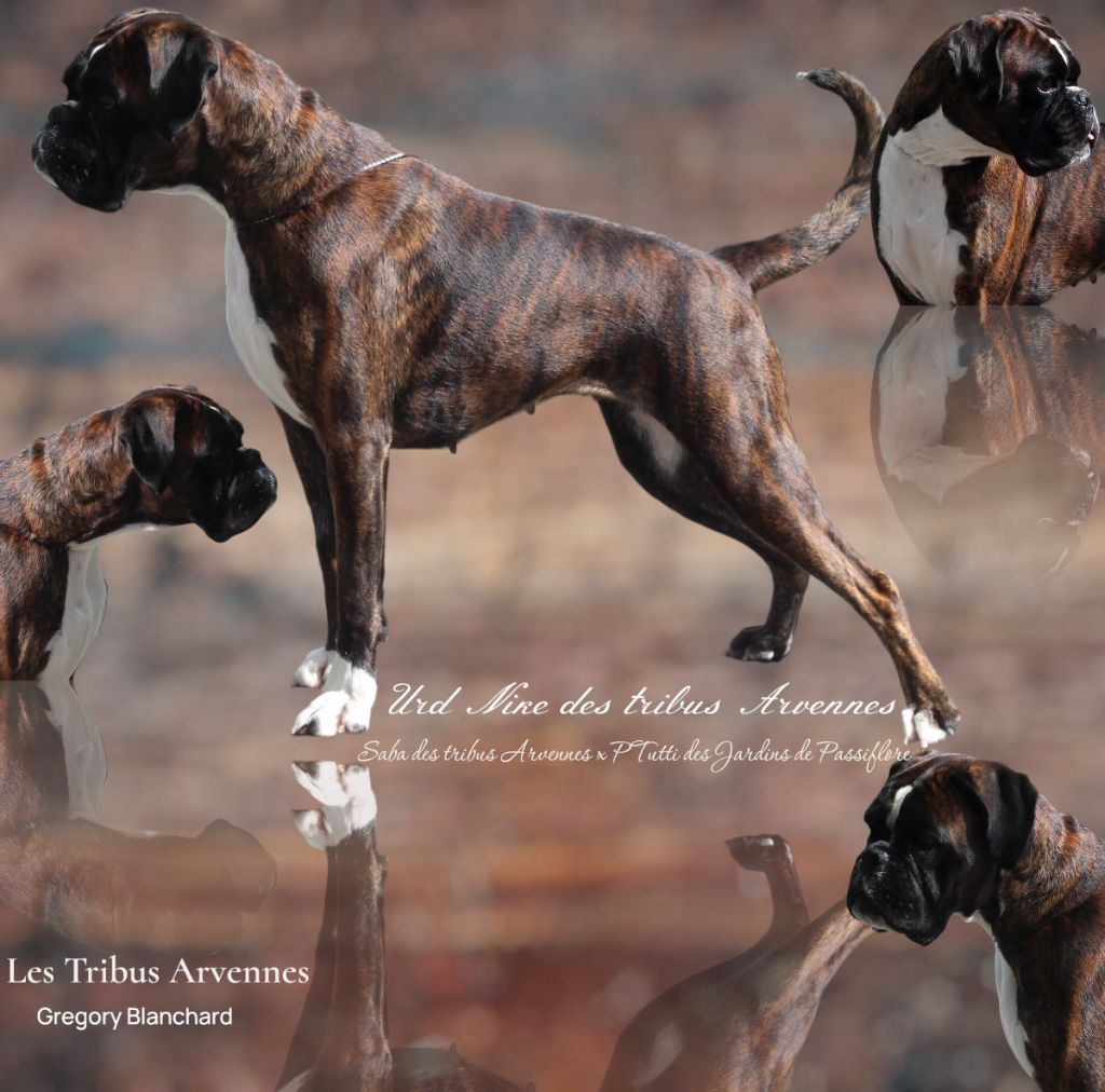 Urd niké Des Tribus Arvernes