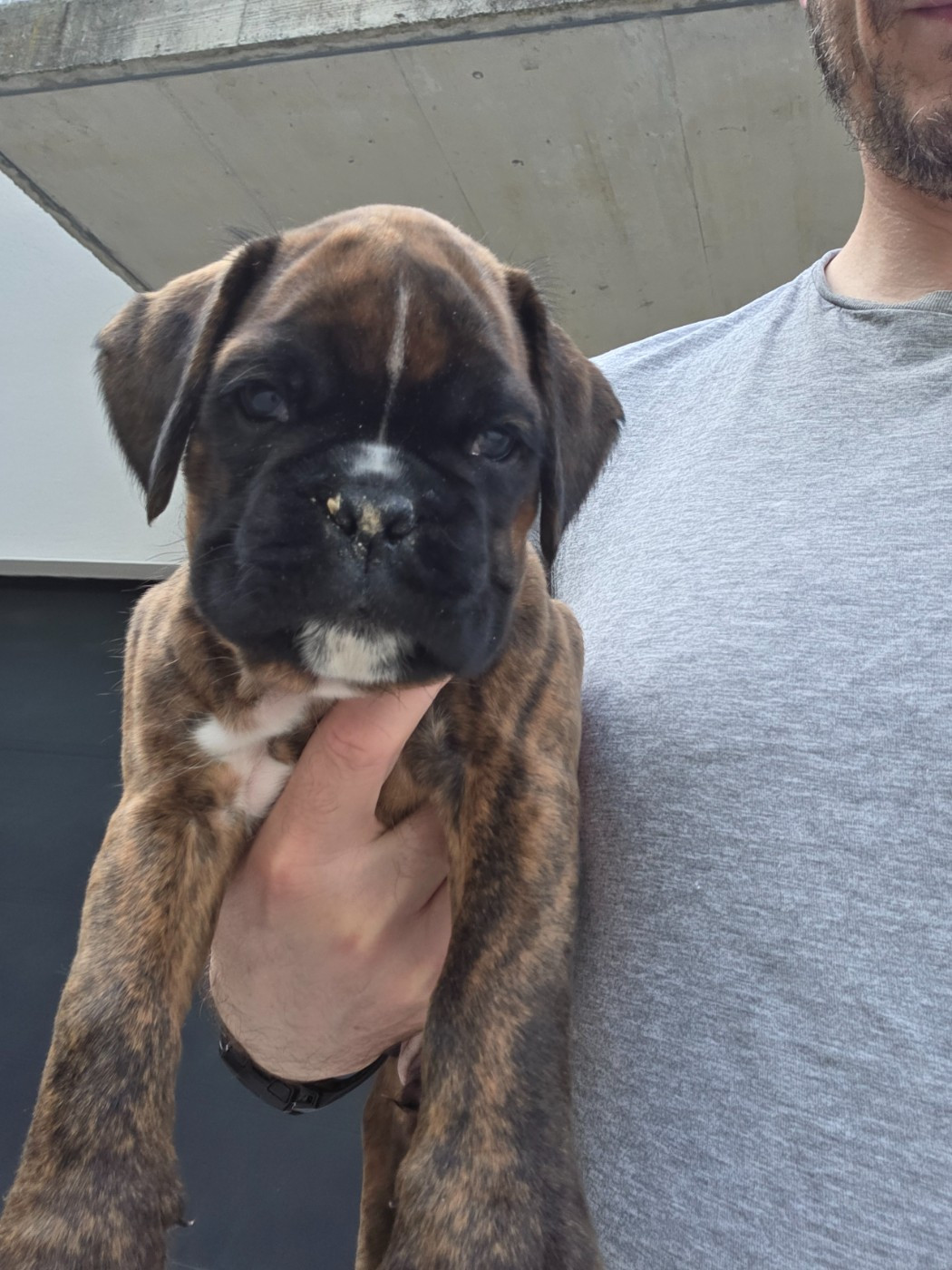 Des Tribus Arvernes - Chiots disponibles - Boxer