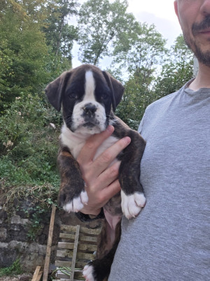 CHIOT 2