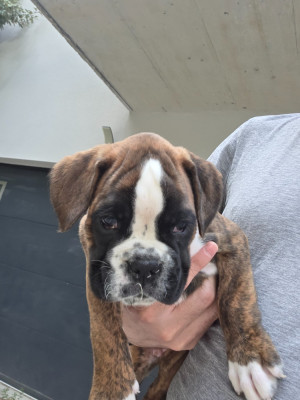CHIOT 3