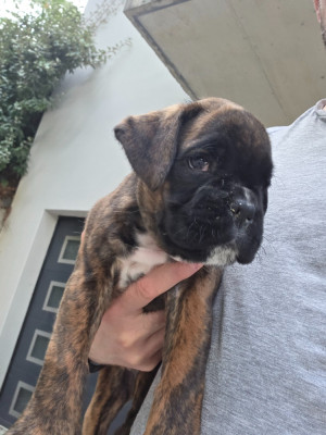 CHIOT 1